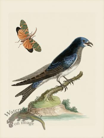 Edwards 120 Grt American Martin